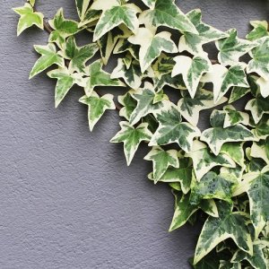 Brečtan popínavý (Hedera helix) ´MARGINATA ELEGANTISSIMA´ - výška 100-125cm, kont. C3L